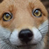 Extra Fox